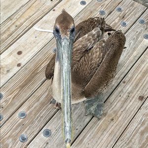 Meet your Posher, Larry